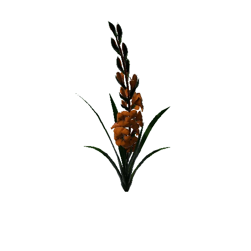 flower gladiolus 2.3